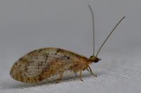 Hemerobius humulinus