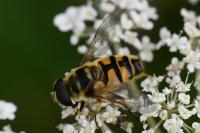 Myathropa florea