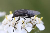 Stomorhina lunata