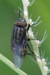 Stomorhina lunata