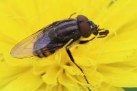 Stomorhina lunata