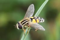 Helophilus trivittatus