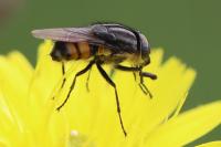 Stomorhina lunata