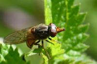 Rhingia campestris