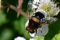 Eristalis intricaria