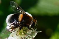 Eristalis intricaria