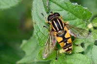 Helophilus pendulus