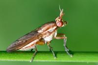 Ilione albiseta