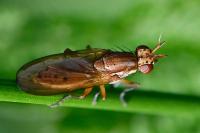Ilione albiseta