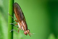 Ilione albiseta