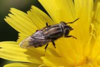 Stomorhina lunata