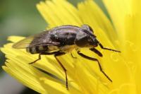 Stomorhina lunata