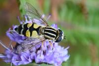 Helophilus trivittatus