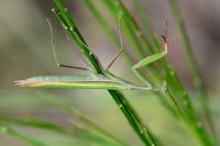 Mantis religiosa