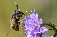 Callicera aurata