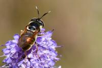 Callicera aurata