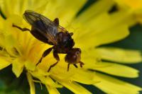Sicus ferrugineus