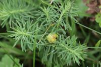 Spurgia euphorbiae