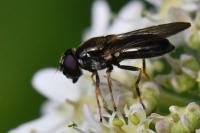 Cheilosia scutellata