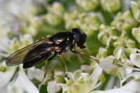 Cheilosia scutellata