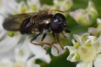 Cheilosia scutellata