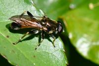Xylota segnis