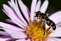 Syritta pipiens