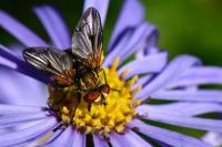 Ectophasia crassipennis