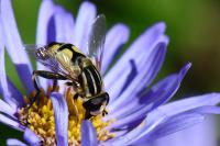 Helophilus trivittatus