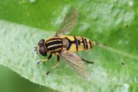 Helophilus pendulus