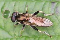Xylota segnis