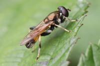 Xylota segnis