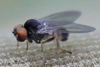 Protoclythia modesta