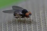 Protoclythia modesta