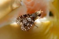 Trypetoptera punctulata