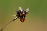 Ectophasia crassipennis