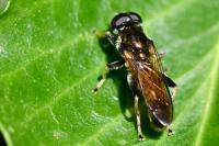 Xylota segnis