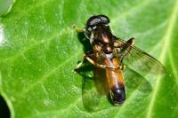 Xylota segnis