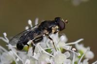 Syritta pipiens