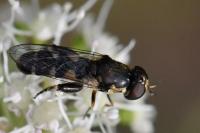 Syritta pipiens