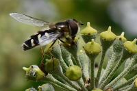 Scaeva pyrastri