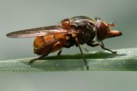 Rhingia campestris