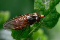 Rhingia campestris