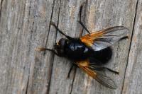 Mesembrina meridiana