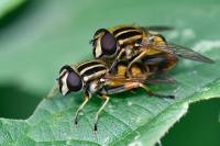 Helophilus pendulus