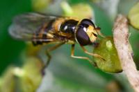 Eupeodes latifasciatus