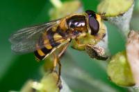 Eupeodes latifasciatus