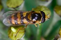 Eupeodes latifasciatus