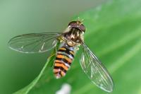 Episyrphus balteatus