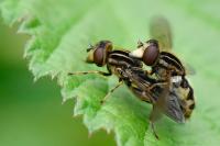 Eurimyia lineata